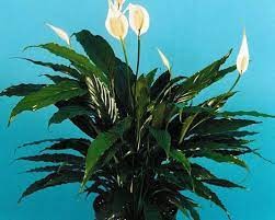 Peace lily ‘Starlight’