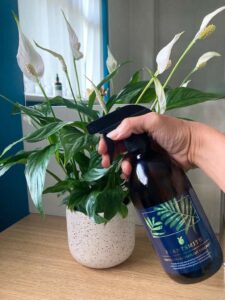 Peace lily ‘Wallisii’