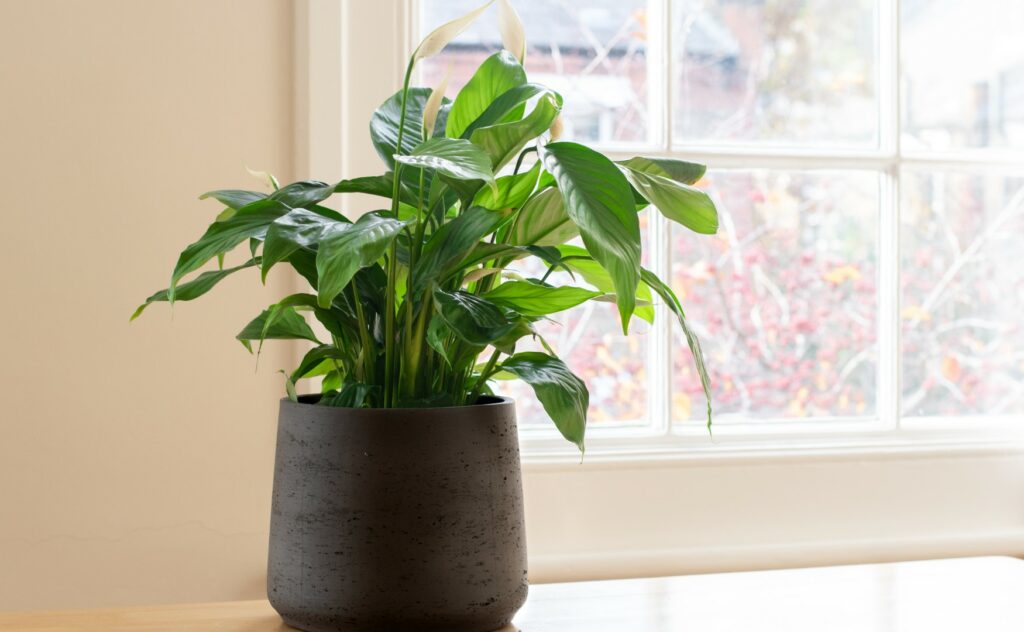 Peace lily absorbs and traps odors