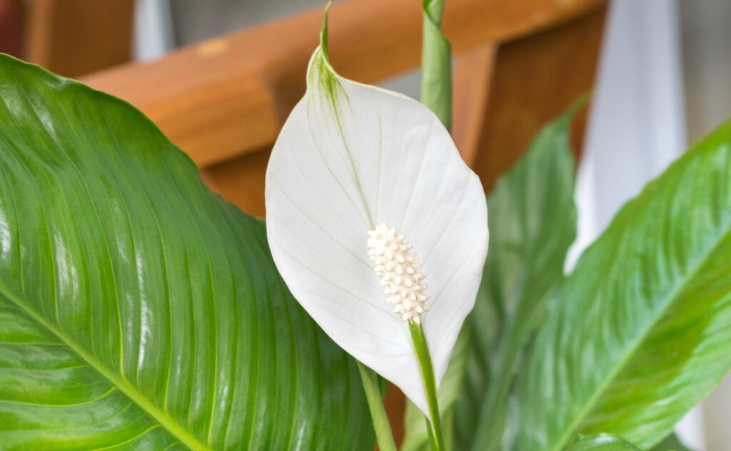 Peace lily prevents mildew formation - Does Peace Lily Clean The Air