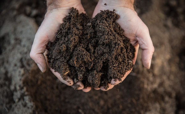 Preparing the soil before planting
- Growing a peace lily from seed