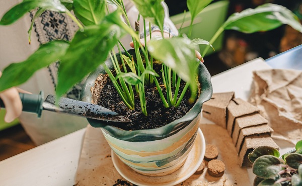 Repotting a Peace Lily