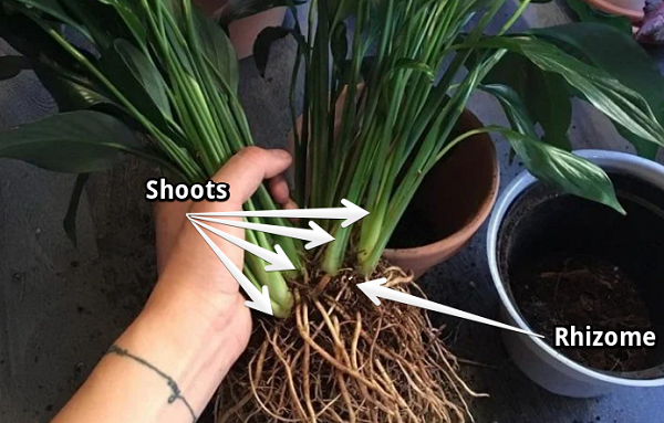 Rhizomes and shoots of a peace lily - Can You Propagate Peace Lily From Cutting
