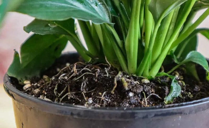Transplanting a Peace Lily seed
