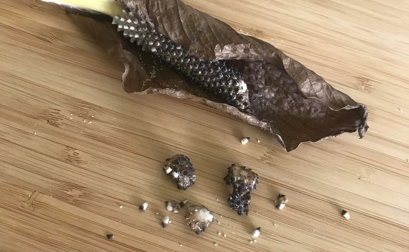 When to harvest Peace Lily seeds