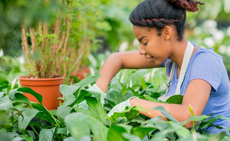 When to plant Peace Lily - Growing a peace lily from seed