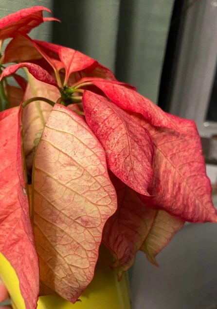 Wilted poinsettias - How Often Do I Water Poinsettia