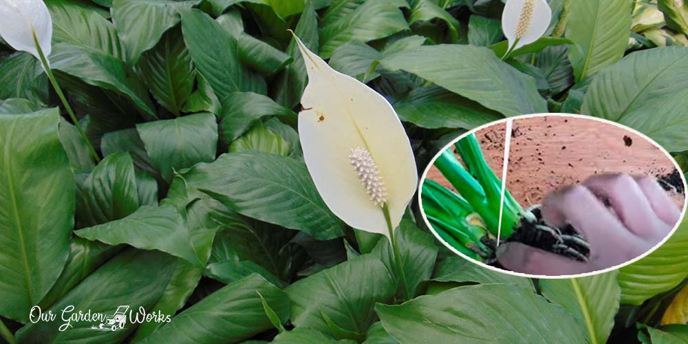 can you propagate peacelily from cutting