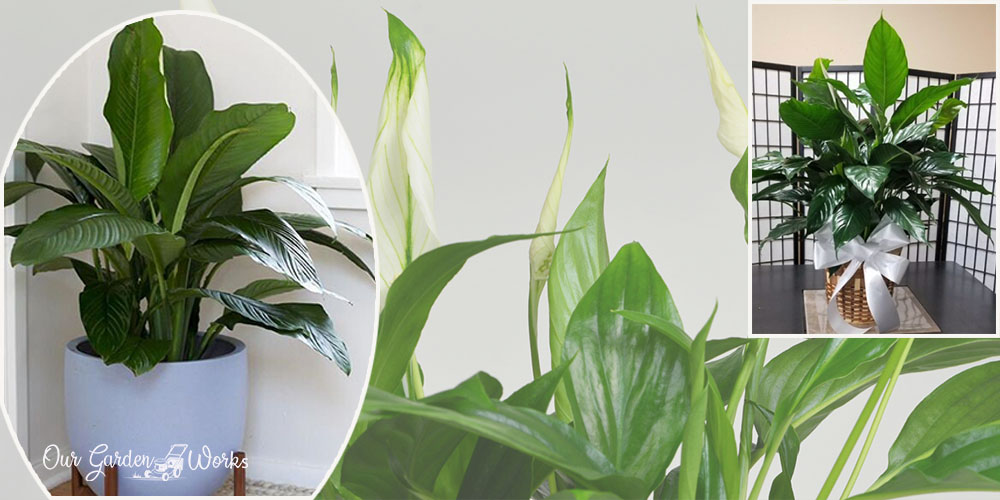 how tall can peace lily grow