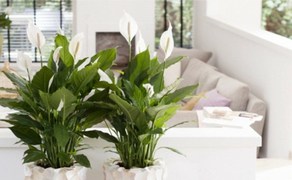 peace lily makes your room look better