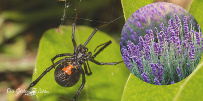 Does Lavender Repel Spiders or Do They Love It?