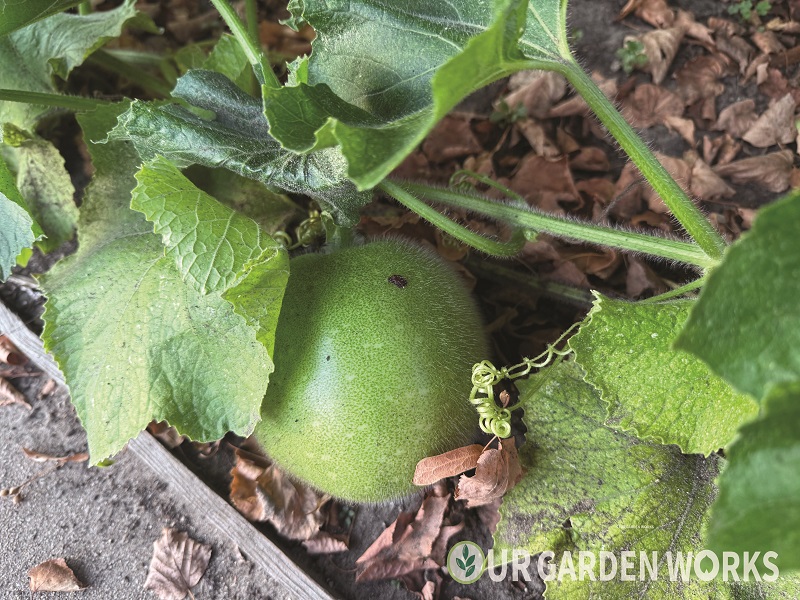 Winter melon nurturing - How to Start a Garden from Scratch: A Step-by-Step Guide for Complete Beginners