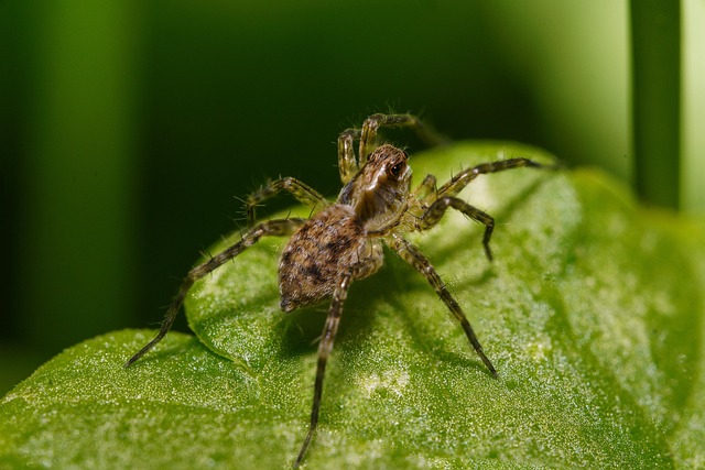 Wolf spider - Does lavender repel spiders?