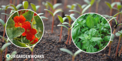 25 Easiest Plants to Grow for Beginner Gardeners