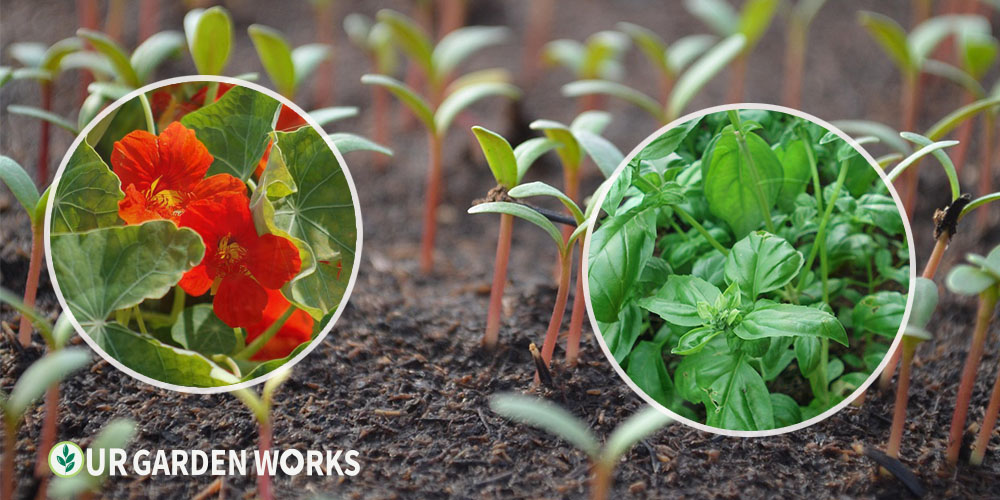 25 Easy Plants to Grow for Beginner Gardeners