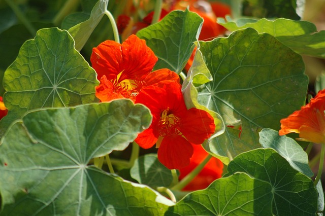 Nasturtium - 25 easy plants to grow