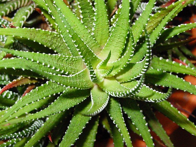 Aloe Vera - 25 easy plants to grow