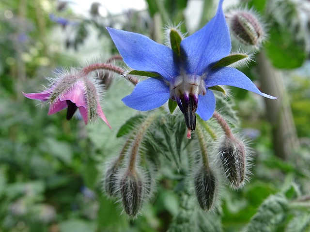 Borage - 25 easy plants to grow