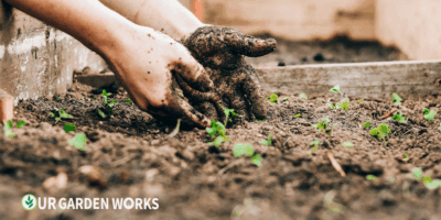Beginner’s Guide to Gardening: How to Grow Your First Garden This Season