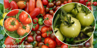 Tomato Varieties Guide — Best Types for Every Garden (2026)