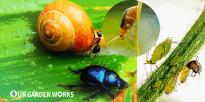 Garden Pest Control Guide: Organic Methods That Actually Work