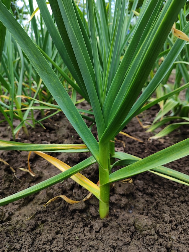 Garlic and Chives - Best for Pest Deterrence
