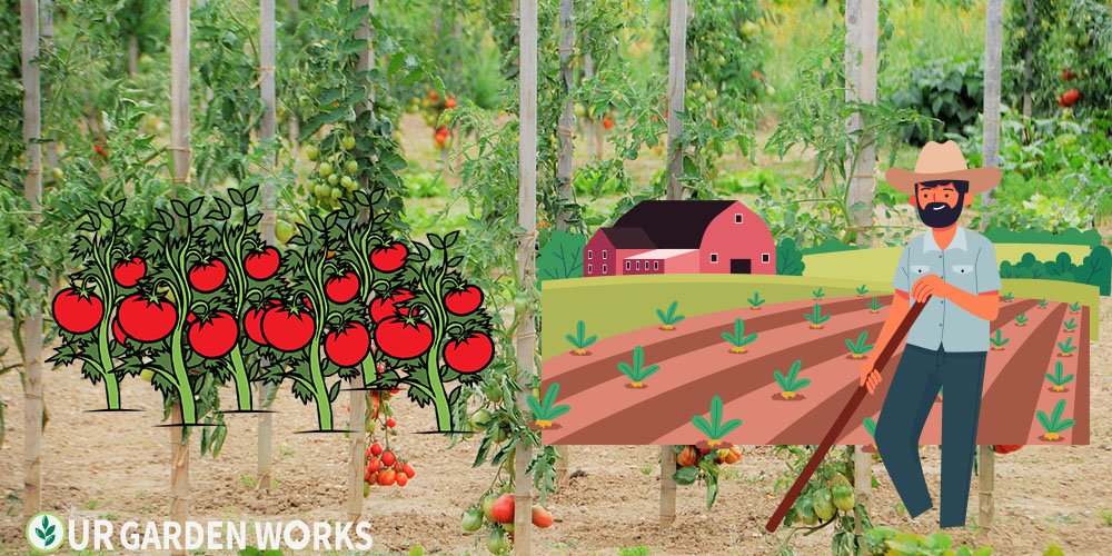 Tomato plants growing in a raised bed — how many tomato plants do you need per person or per family?