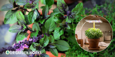 How to Grow Basil Indoors and Outdoors — Complete Guide (2026)