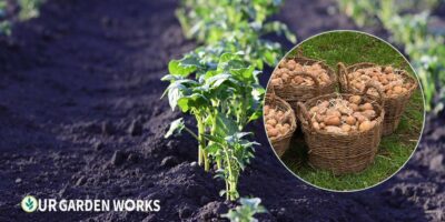 How to Grow Potatoes: From Seed Potatoes to Harvest (2026 Guide)