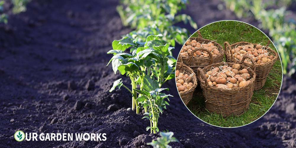 How to grow potatoes — harvesting a potato plant revealing full clusters of homegrown potatoes