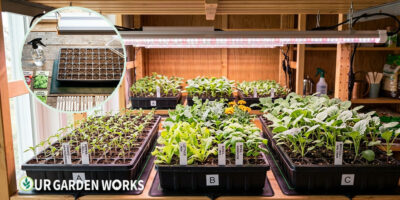 How to Start Seeds Indoors: Complete Step-by-Step Guide (2026)