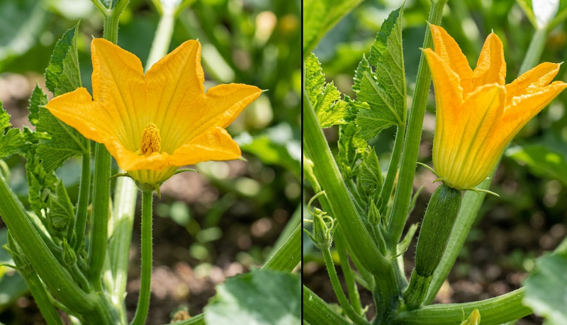 Side-by-side: male zucchini flower (straight stem, pollen-covered stamen visible) vs. female flower (tiny zucchini visible at base before flower opens)