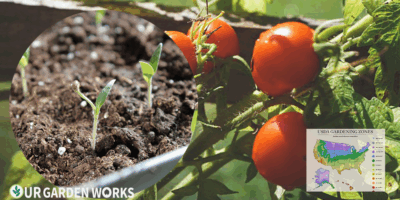 When to Plant Tomatoes — Regional Planting Guide (2026