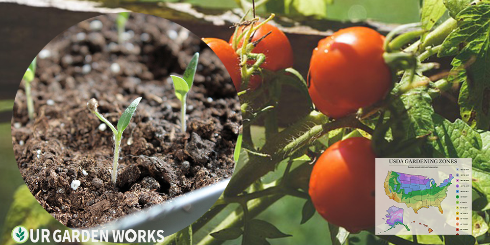 Tomato seedlings ready to transplant outdoors — knowing when to plant tomatoes is the most important timing decision of the season