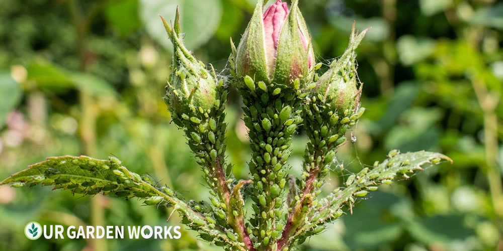 How to get rid of aphids — dense aphid colony on rose stem showing typical infestation