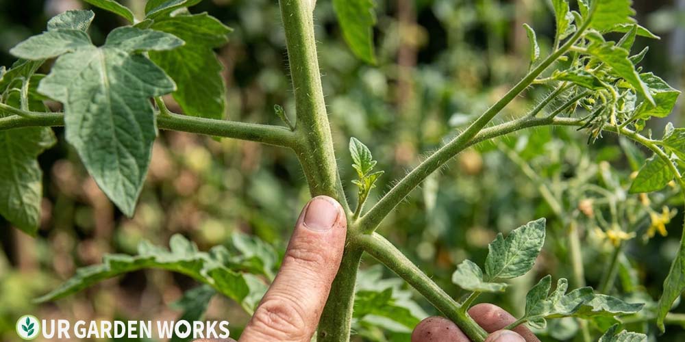 How to Prune Tomato Plants