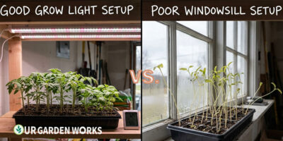 15 Seed Starting Mistakes That Kill Seedlings (And How to Avoid Them)