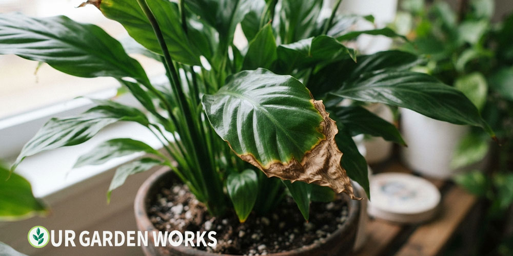 Brown leaf tips on peace lily — crispy browning at leaf tips and margins