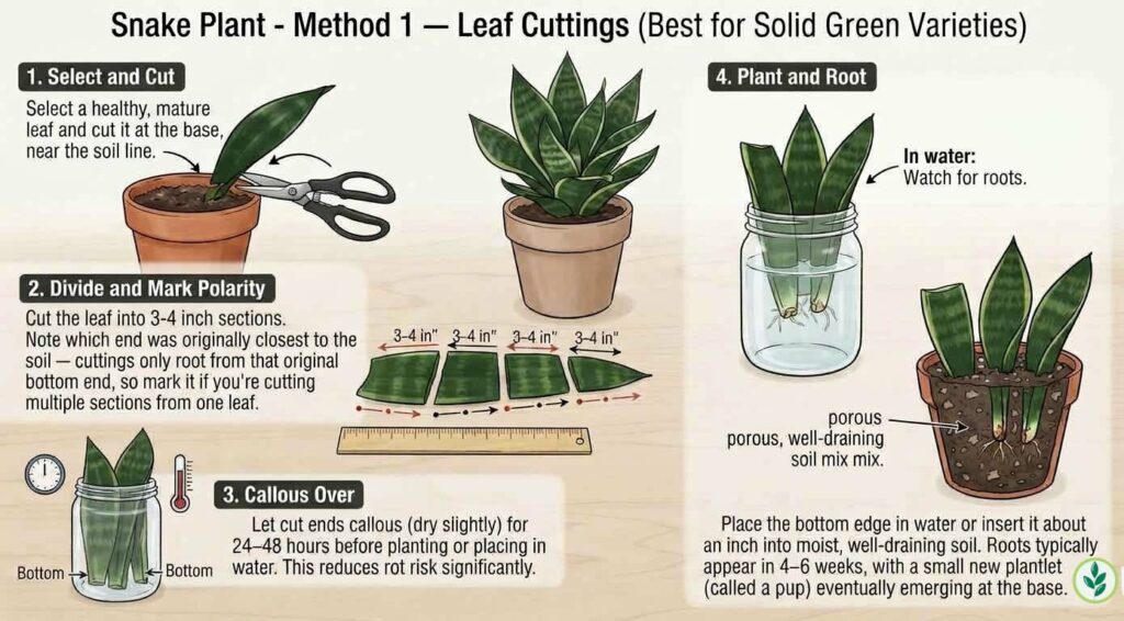 Method 1 — Leaf Cuttings (Best for Solid Green Varieties)