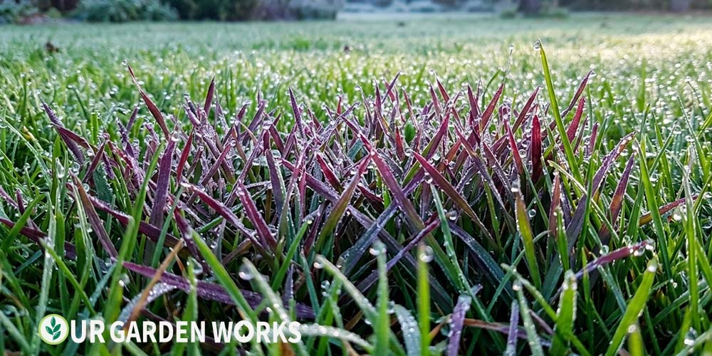 Purple grass blades in lawn — phosphorus deficiency or cold stress pattern