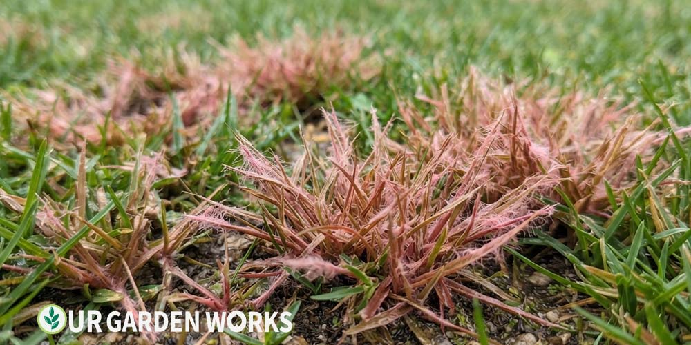 Red thread disease in lawn — pink-red patches with thread-like fungal growth