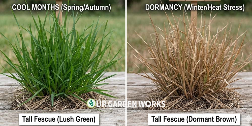 Side-by-side photo of the same grass blade type shown green in cool months and the typical seasonal color shift, helping readers connect color pattern to grass category