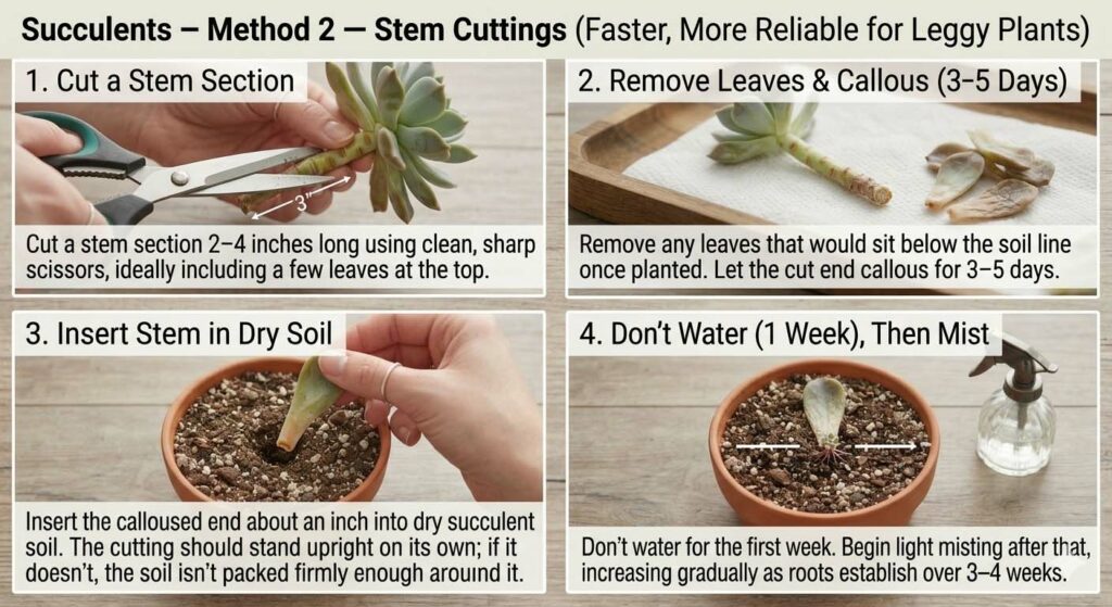 Succulents - Method 2 — Stem Cuttings