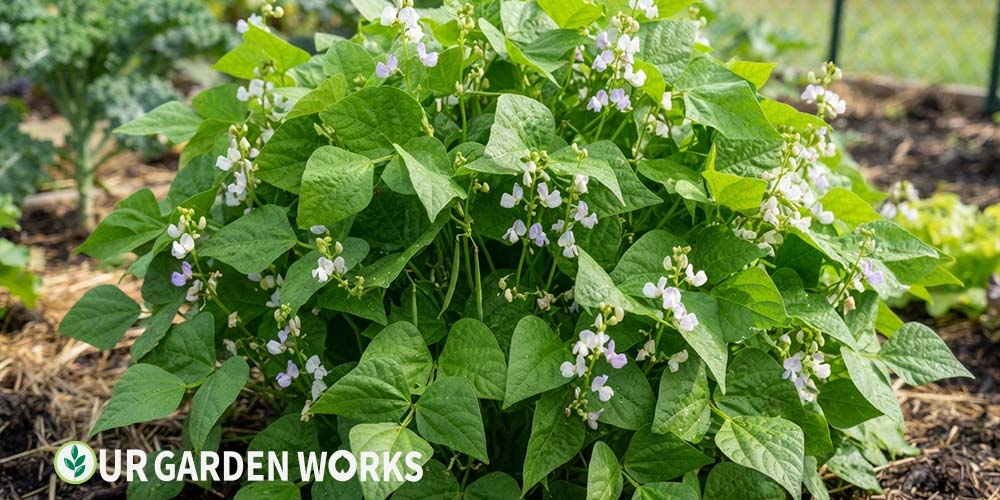 Bean plant with lush growth and flowers but few pods forming