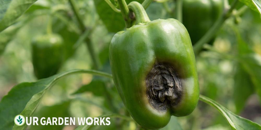 Blossom end rot on pepper — sunken dark patch at the fruit's blossom end