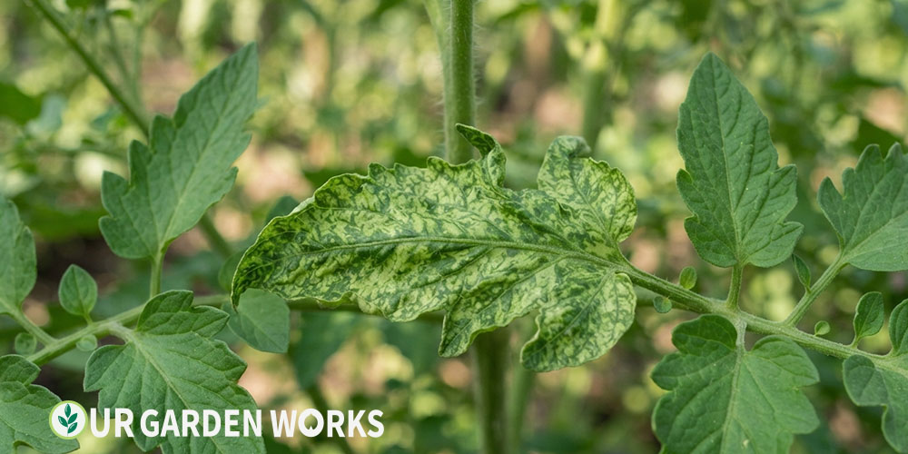 Mosaic virus pattern on tomato leaves — mottled light and dark green patchwork