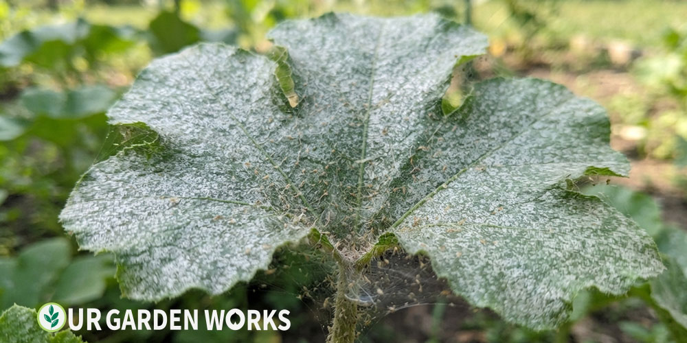 Silvery stippled squash leaf from spider mite feeding damage
