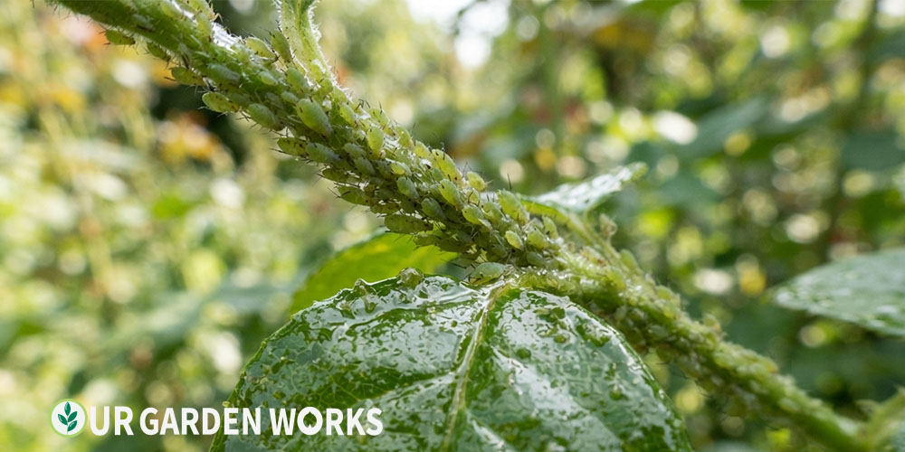Sticky leaves on plants — honeydew residue from aphid infestation