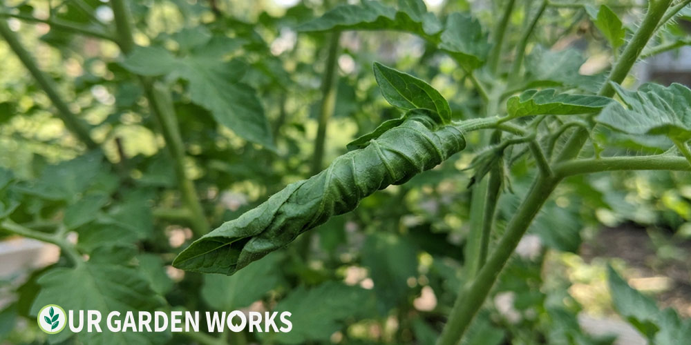 Tomato leaf rolled tightly upward, physiological leaf roll pattern