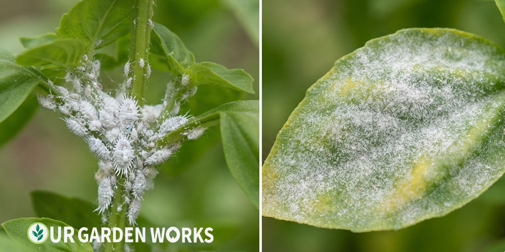 White fuzz on plant leaves — comparing mealybug clusters and powdery mildew